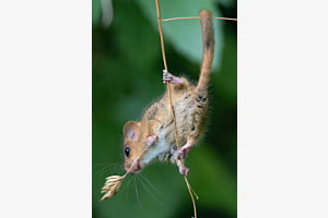 Haselmaus Haselmaus