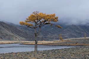 Herbst in der Mongolei