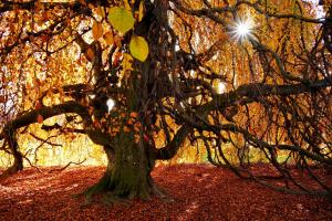 Herbstbaum