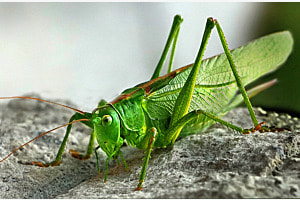 Heugümper