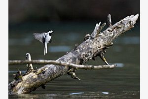 Anflug