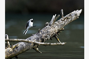Anflug