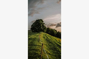 Baum im Abendrot Baum im Abendrot