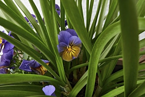 Hornveilchen