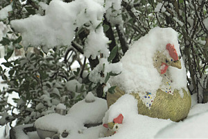 Schneehuhn