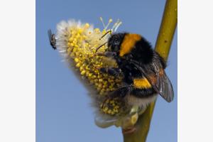 Hummel Hummel