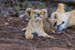 Löwen im Samburu Löwen im Samburu