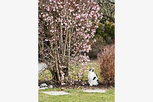 Katze flirtet mit blauem Schmetterling 