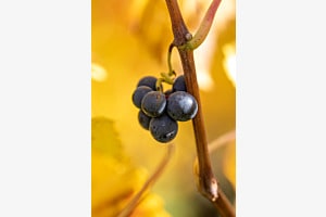 Weinlese Weinlese