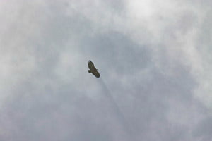 Griffon vulture shade Griffon vulture shade