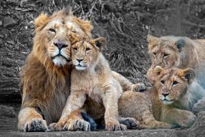 Löwenfamilie Löwenfamilie