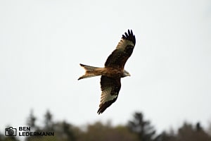 Im Flug