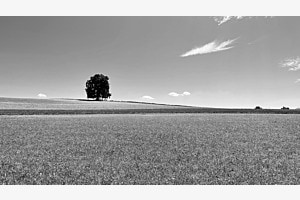 Stille