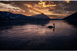 Schwan