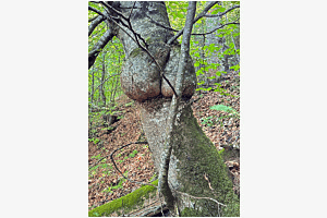 Mensch Baum