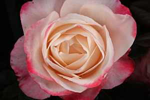 Rossel Rose