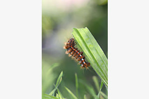 Frisur sitzt! (Ampfer-Rindeneule)