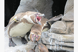Streitende Pinguine