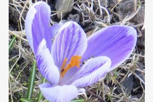 Zarte Frühlingsfarben