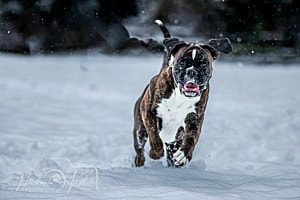 Strahlende Hundeaugen im Schnee Strahlende Hundeaugen im Schnee