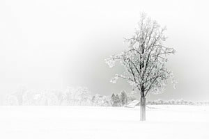 Der Baum Der Baum