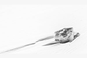 Schildkröte im Schnee Schildkröte im Schnee