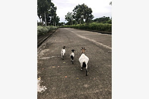Beatles Goats Street