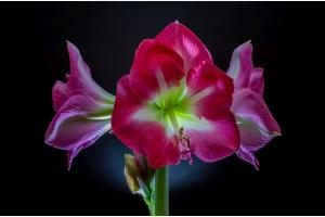 Leuchtende Amaryllis