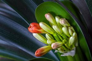 Die Clivia erwacht
