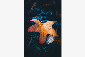 Blatt mit Wassertropfen 
