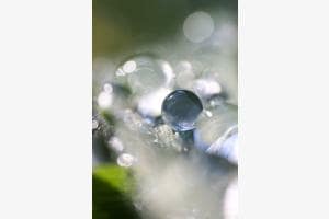 Wasserperle Wasserperle