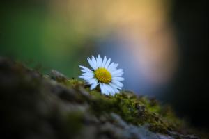 Stille im Wald Stille im Wald