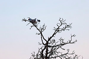 Birkhahn im Gantrischgebiet