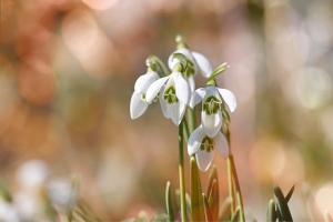 die Schneeglöckchen blühen