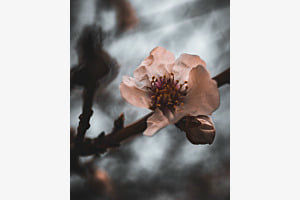 Flower in Barcelona