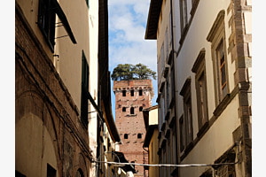 Bäume