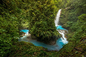 In the Jungle 