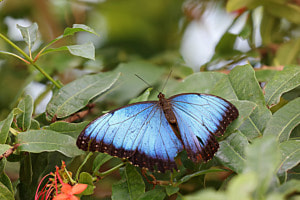 Blaue Schönheit