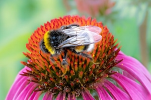 Hummel am rasten 