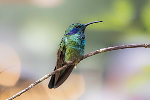 Kolibri 