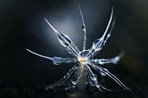 Kunst der Natur
