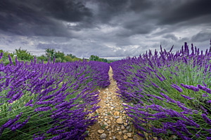Lavendelfelder in der Provence 