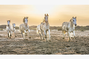 Wilde Camargue Pferde