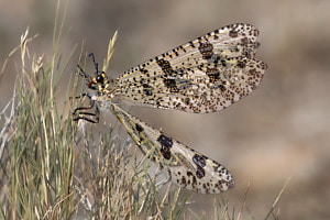 Geflecktflüglige Ameisenjungfer  