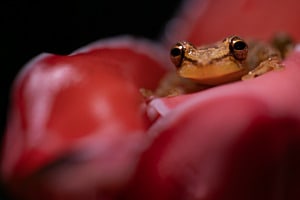 Kleiner Baumlaubfrosch in Blüte