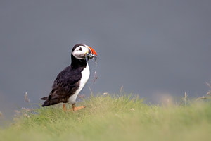 Puffin auf Island 