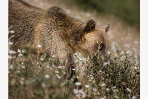 L'ours