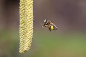 Anflug