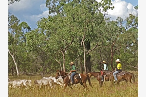 Cowboys