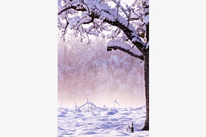 Winter Wonderland Winter Wonderland